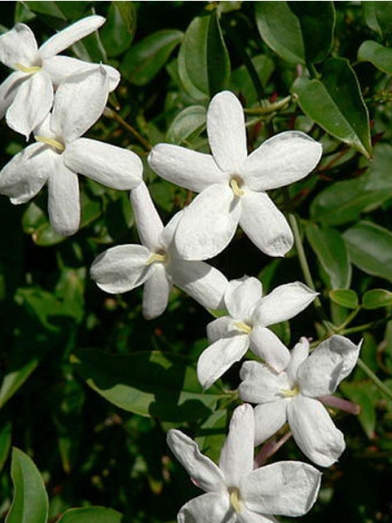 jasmin biologique, organic jasmin