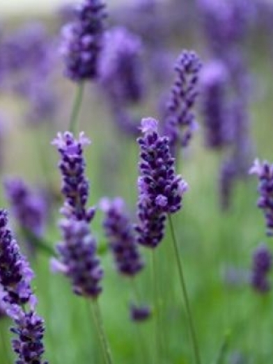 lavande lavender