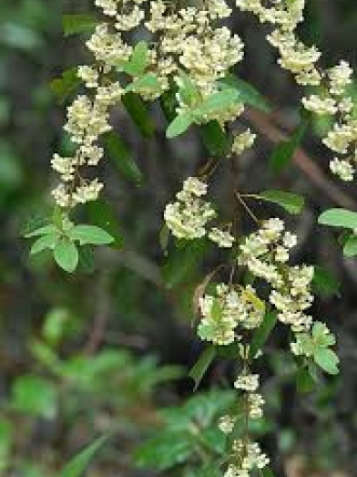 verveine exotique, litsea cubeba