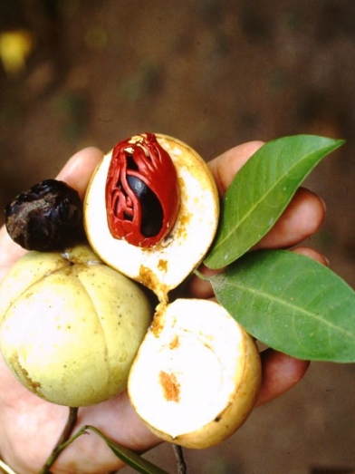 Macis biologique, organic mace