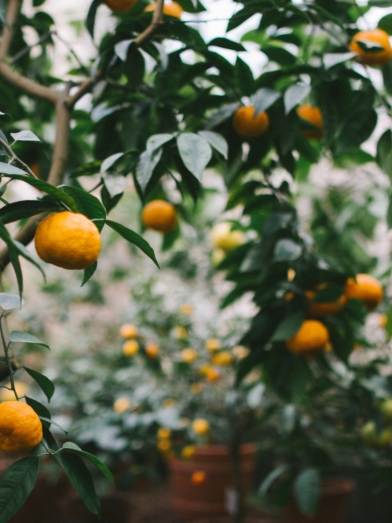 Mandarine rouge, red mandarin