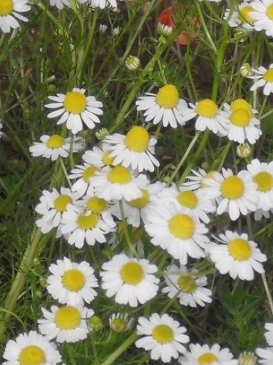Matricaire, German chamomille