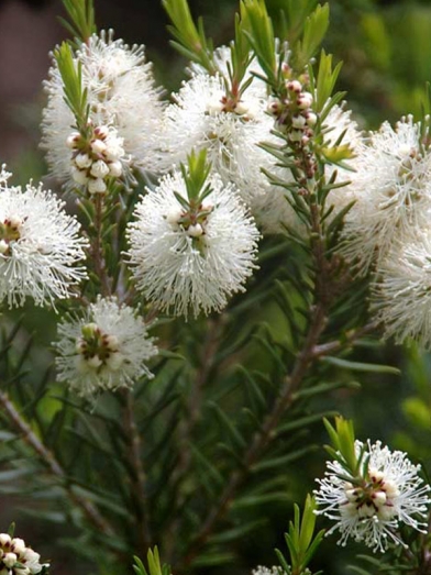 tea tree