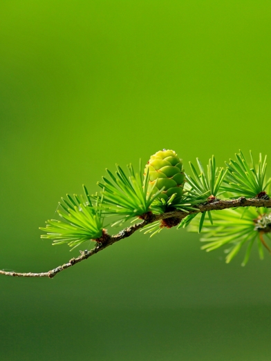 Melèze huile essentielle - larch essential oil - Larix laricina