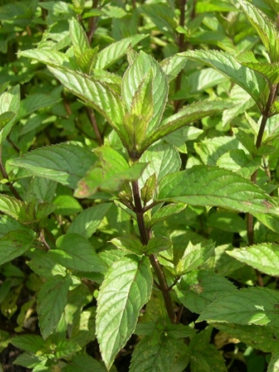 menthe poivrée, peppermint