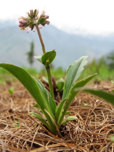 nard de l'Himalaya, spikenard