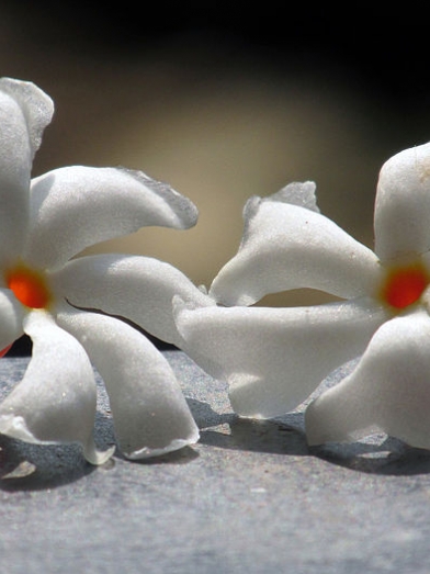 Jasmin