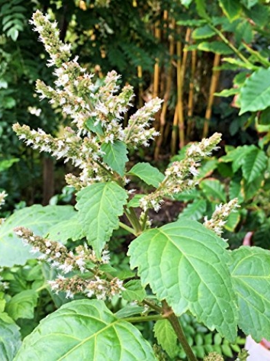 patchouli
