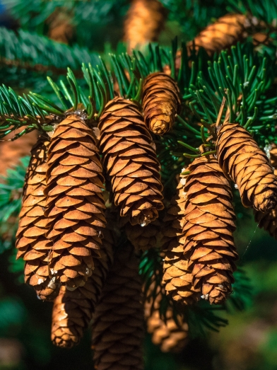 épinette de Norvège, Norway spruce