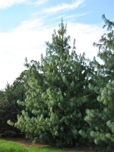 pin bleu, blue pine