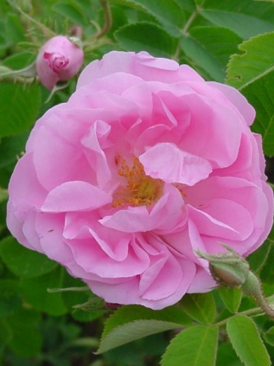 Rose de Damas, Damascus rose