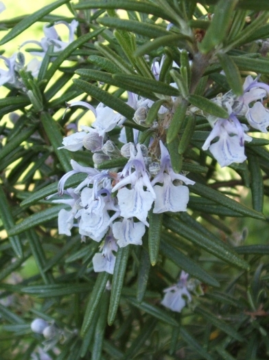 Romarin, rosemary