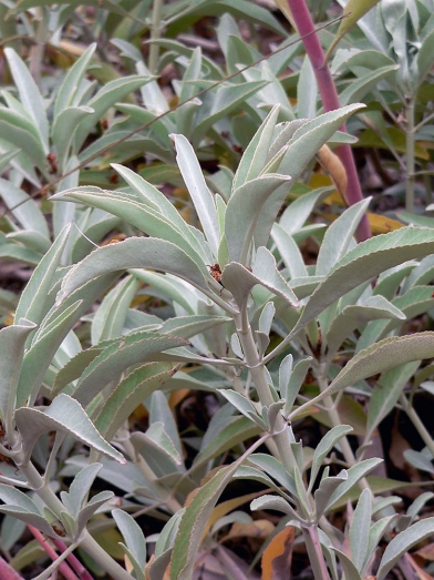 sauge blanche, white sage