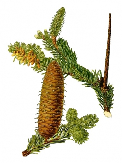 sapin baumier, Balsam fir