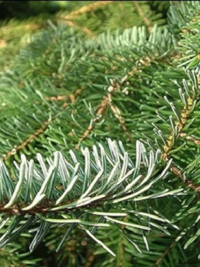 sapin baumier, balsam fir