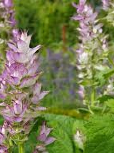 sauge sclarée, clary sage