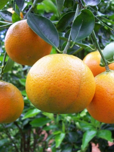 Tangerine