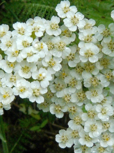 huile essentielle d'achillée essential oil of yarrow