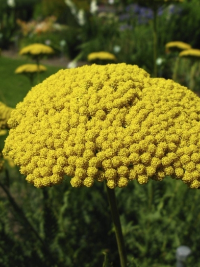 Achillée jaune, yellow yarrow