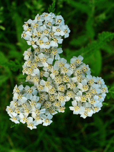 Achillée millefeuille yarrow