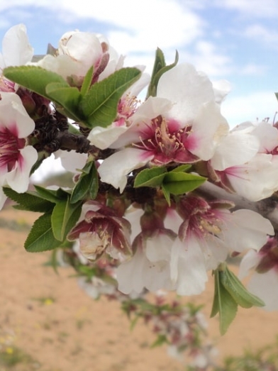 Amande amère, bitter almond