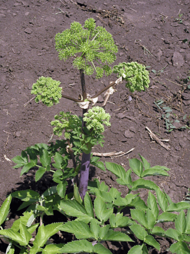 angélique officinale, angelica