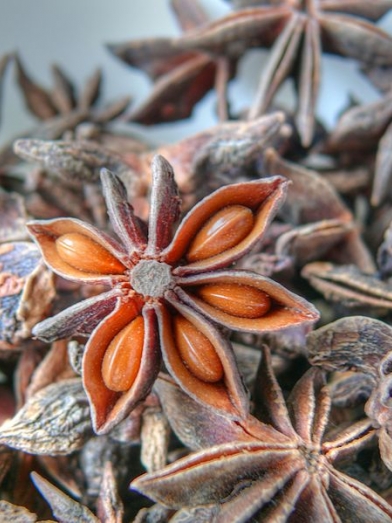 huile essentielle d'Anis étoilé, badiane, star anise