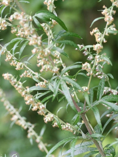 Armoise, mugwort