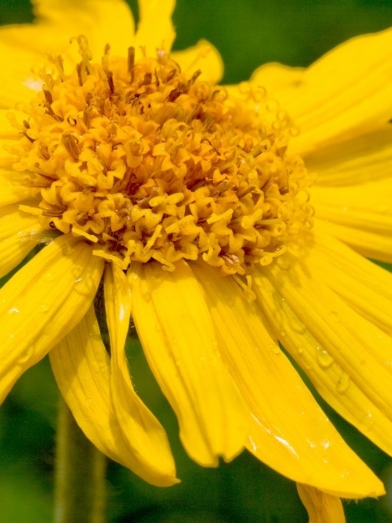 Arnica