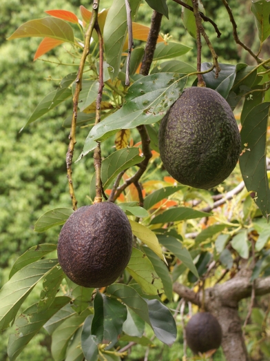 Avocat, avocado