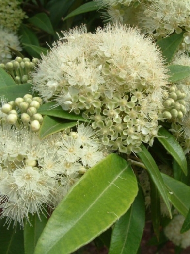 Myrte citronnée, lemon myrtle