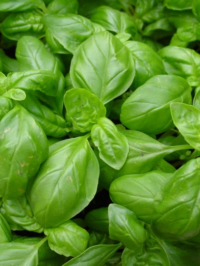 Basilic vert, great basil