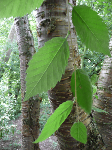 bouleau jaune, yellow birch