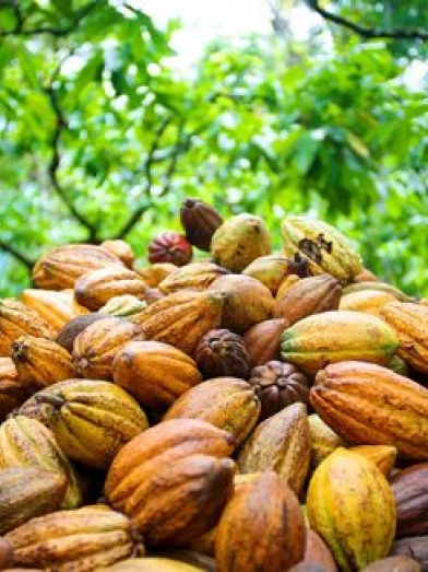 Cacao