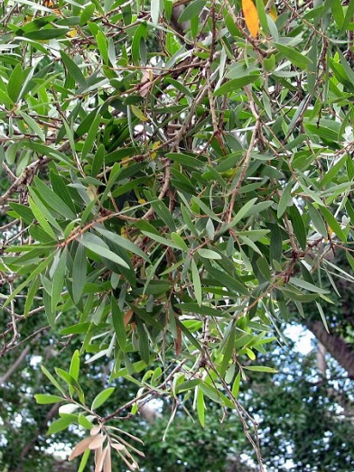 Cajeput bio, organic cajuput