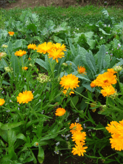 Calendule