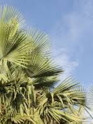 cire carnauba