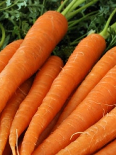 Carotte carrot