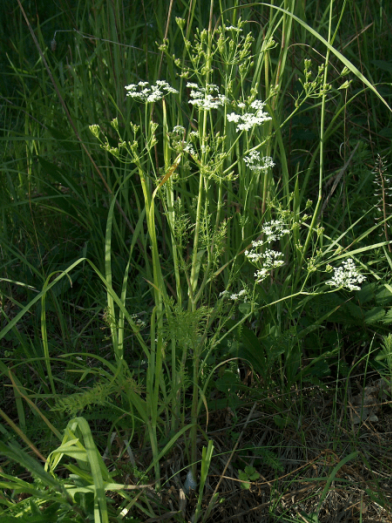 Carvi, caraway