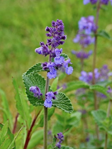 Cataire, catnip