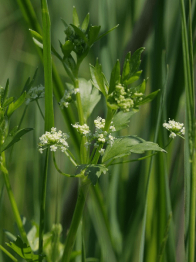 Céleri, celery