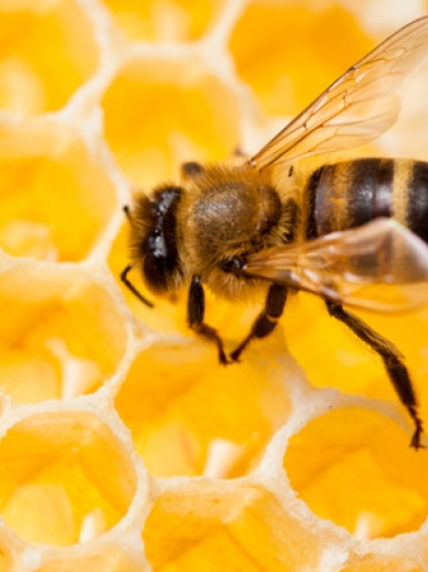 Cire abeille