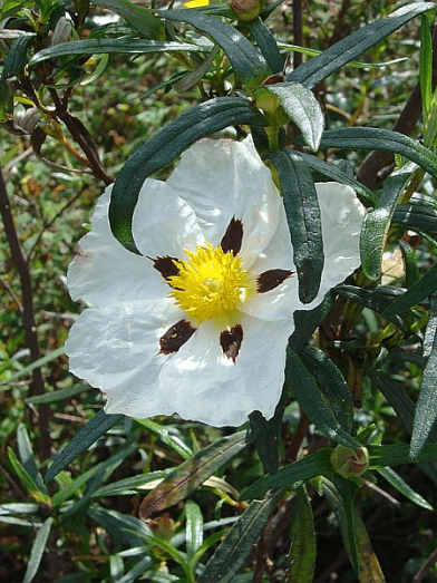 Ciste ladanifère, cistus ladanifer