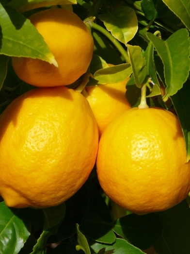 Citron jaune, yellow lemon