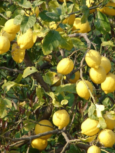 Citron jaune yellow lemon