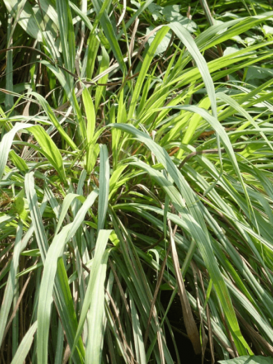 Citronnelle de Ceylan, citronella Ceylon