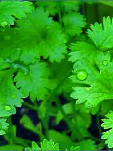 Coriandre, coriander