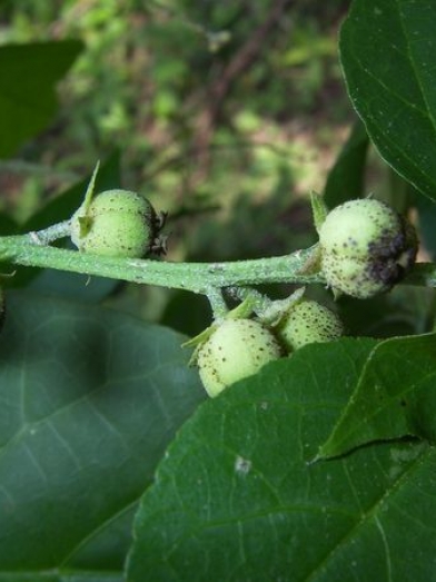 Croton Madagascar, croton geayi