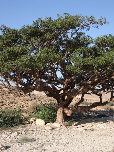 encens oliban biologique, organic frankincense