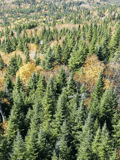 Épinette blanche, white spruce